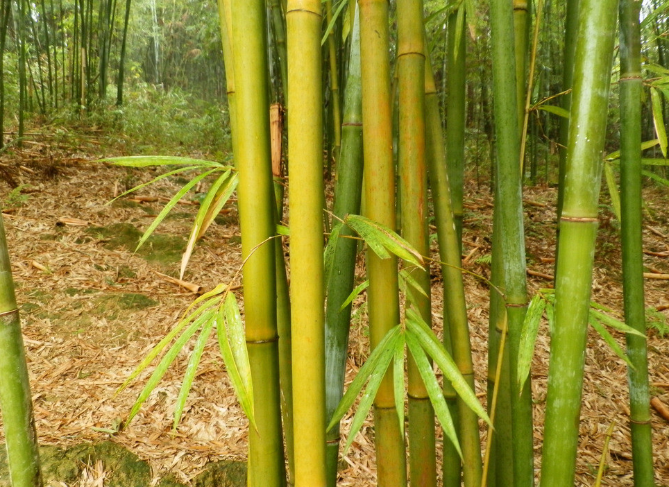 How to make Bamboo charcoal