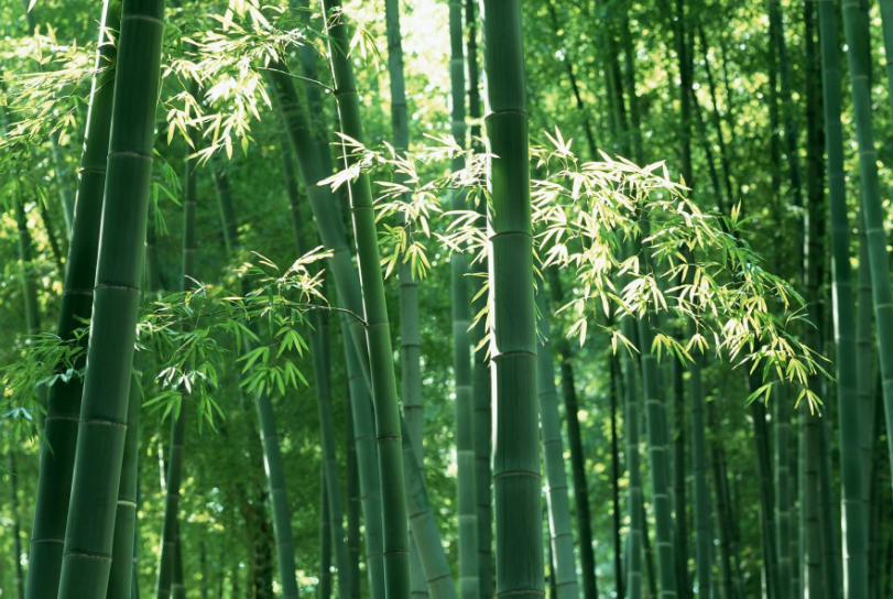 Carbonization furnace machine from bamboo