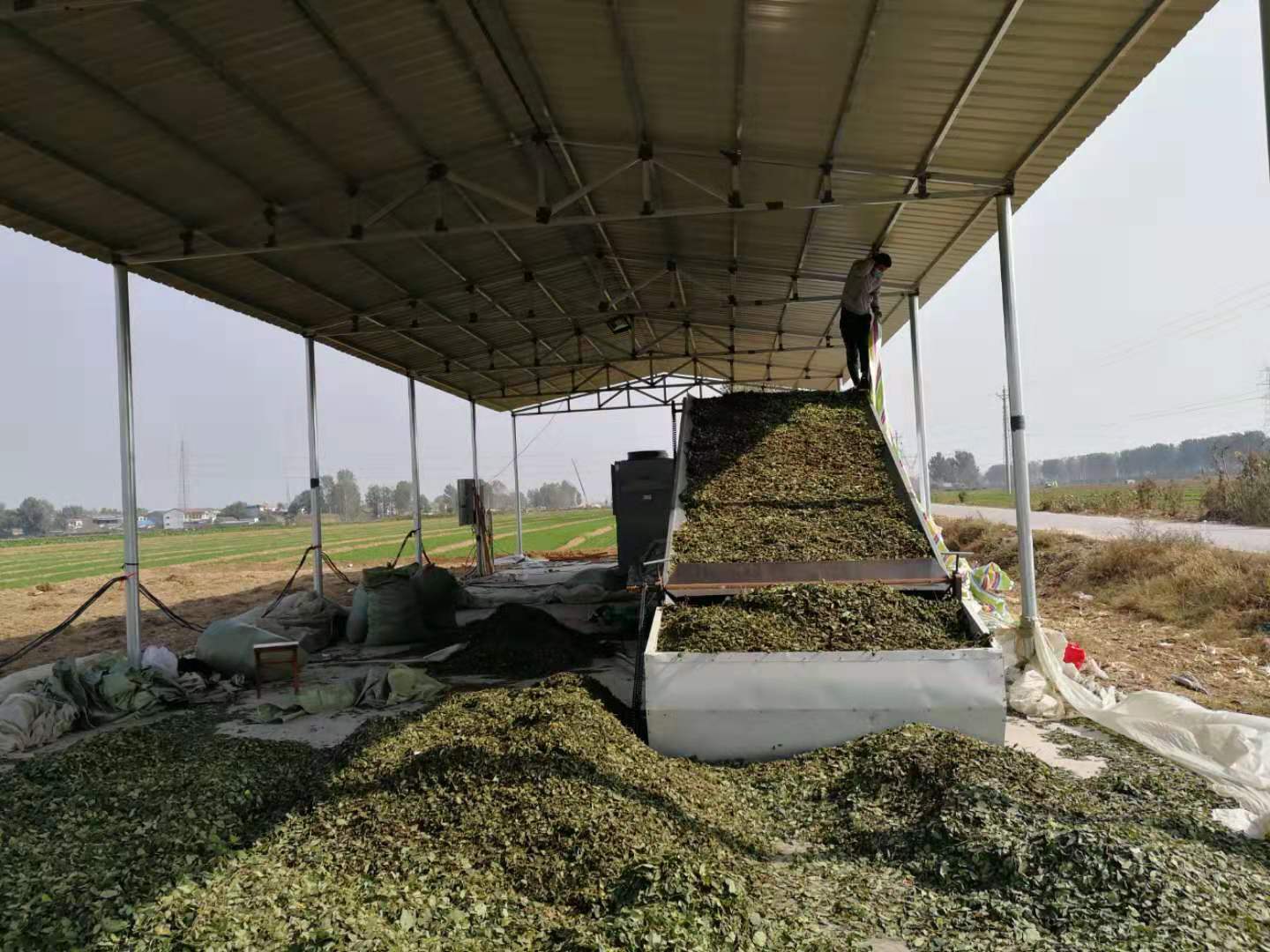 Green Tea Alfalfa Hay Animal Feed Dryer
